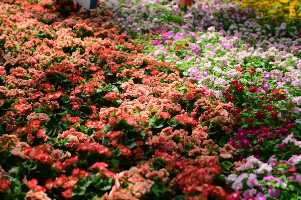 Paysagiste cannes : expertise en élagage pour un jardin sécurisé